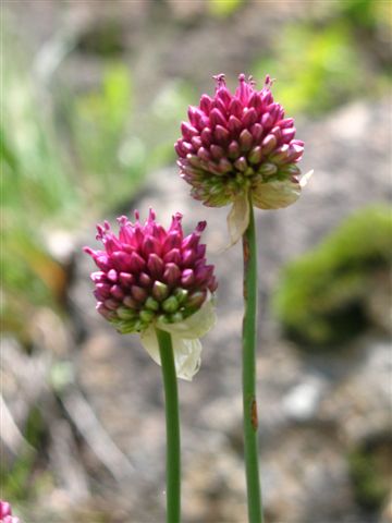 plantes sauvages